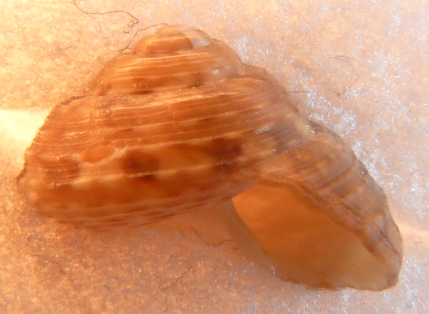Tronchidae Gibbula ?